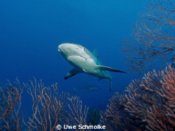 Reef shark by Uwe Schmolke 